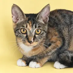 해운대구 기타(갈색 검정) 한국 고양이 암컷