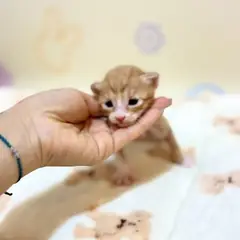 해운대구 기타(갈색+흰색) 믹스묘 수컷
