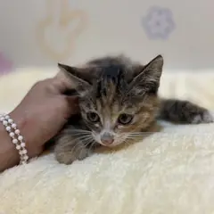 해운대구 기타(검정+갈색) 믹스묘 암컷