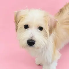 해운대구 엷은 황갈색&흰색 믹스견 수컷