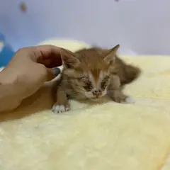 해운대구 갈색 믹스묘 수컷