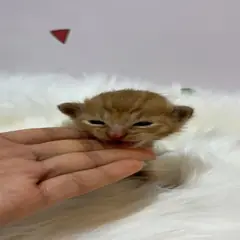 해운대구 갈색 믹스묘 수컷