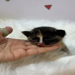 해운대구 기타(검정+갈색) 믹스묘 암컷