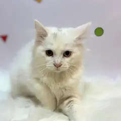 해운대구 흰색 터키시 앙고라 수컷