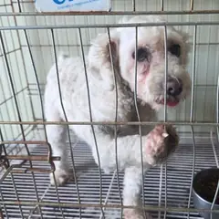 사하구 흰색 푸들 암컷