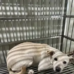 사하구 흰색 믹스견 암컷