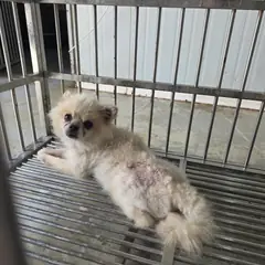 사하구 흰색 포메라니안 수컷