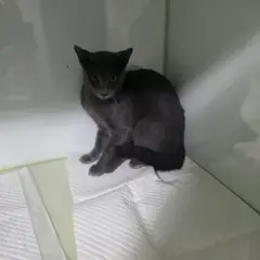 사하구 검정색 한국 고양이 수컷