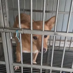 사하구 갈색 믹스견 암컷