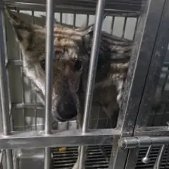 사하구 갈색&검정 믹스견 암컷