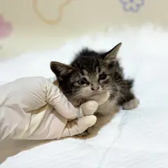 금정구 기타(갈+검) 믹스묘 암컷