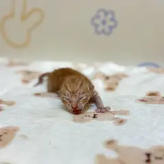 금정구 갈색 믹스묘 암컷