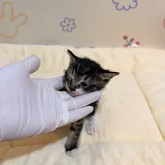 금정구 기타(갈+흰) 믹스묘 수컷
