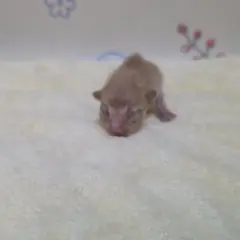 금정구 갈색 믹스묘 암컷
