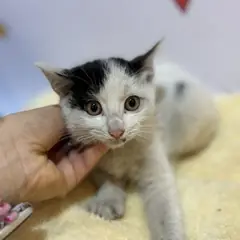 금정구 기타(흰+검) 믹스묘 수컷