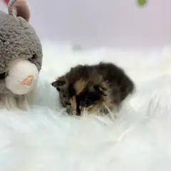 금정구 기타(검+갈) 믹스묘 암컷