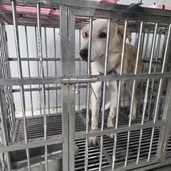 강서구 흰색 믹스견 암컷