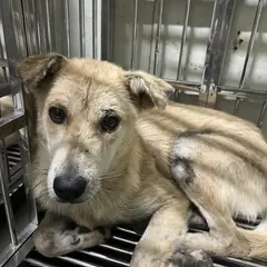 강서구 크림색 믹스견 암컷