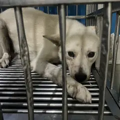강서구 흰색 믹스견 암컷