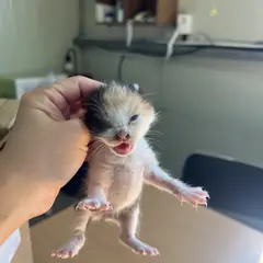 강서구 검은색흰색황토색조합 한국 고양이 성별 미상