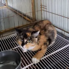 강서구 검은색흰색황토색조합 한국 고양이 암컷