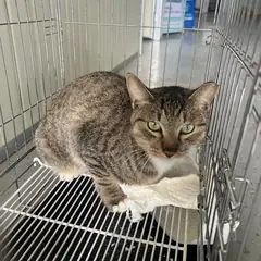 강서구 평행·전체·부분줄무늬 한국 고양이 수컷