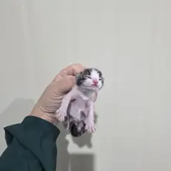 강서구 흰색/검은색 얼룩무늬 한국 고양이 성별 미상