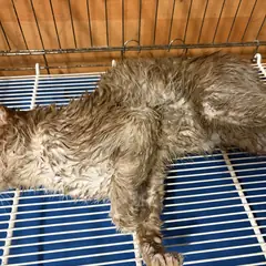 연제구 기타(황토색흰색) 한국 고양이 수컷