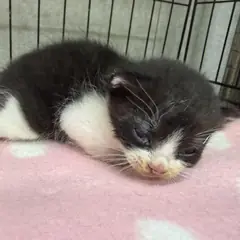 연제구 기타(흰색검정색) 한국 고양이 수컷