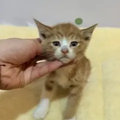 수영구 기타(갈색+흰색) 믹스묘 수컷