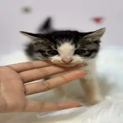 수영구 기타(갈색+흰색) 믹스묘 수컷