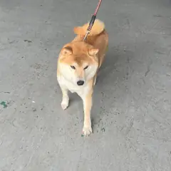 사상구 황갈색 시바 수컷