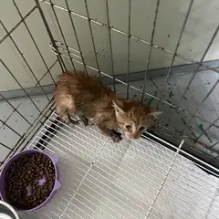 사상구 레몬색&흰색 한국 고양이 성별 미상