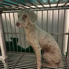 기장군 흰색 푸들 수컷