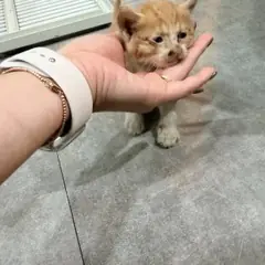 기장군 기타(갈색+흰색) 한국 고양이 수컷