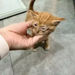 기장군 기타(갈색+흰색) 한국 고양이 수컷