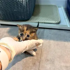 기장군 기타(검정+갈색) 한국 고양이 암컷