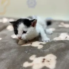기장군 흰색/검은색 얼룩무늬 한국 고양이 수컷