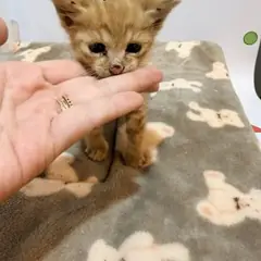 기장군 기타(갈색) 한국 고양이 수컷