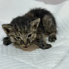 기장군 기타(갈색) 한국 고양이 암컷