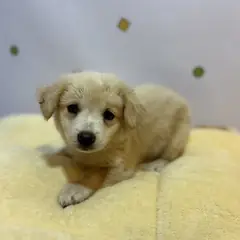 기장군 흰색 믹스견 수컷