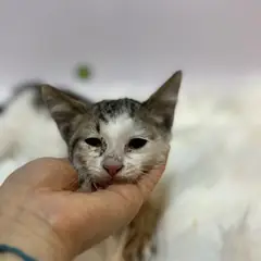 기장군 기타(흰색, 갈색) 한국 고양이 수컷