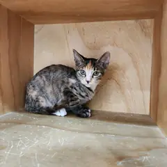 중구 검은색흰색황토색조합 한국 고양이 암컷