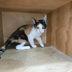 중구 검은색흰색황토색조합 한국 고양이 암컷