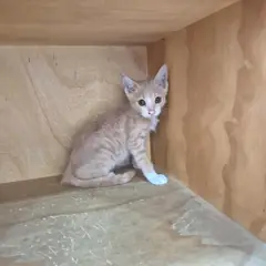 중구 기타(베이지) 한국 고양이 암컷