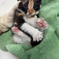 중구 검은색흰색황토색조합 한국 고양이 암컷