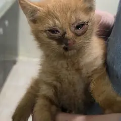 동구 기타(노랑) 한국 고양이 수컷