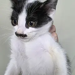 동구 기타(흰/검정) 한국 고양이 암컷