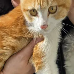 동구 레몬색&흰색 한국 고양이 암컷