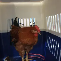 서구 기타(붉은색) 기타축종 성별 미상